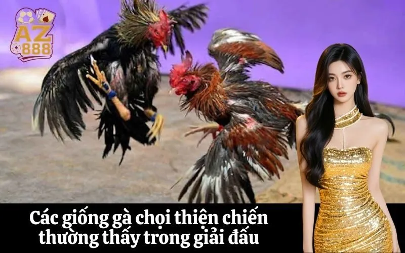 Các giống gà chọi thiện chiến thường thấy trong giải đấu