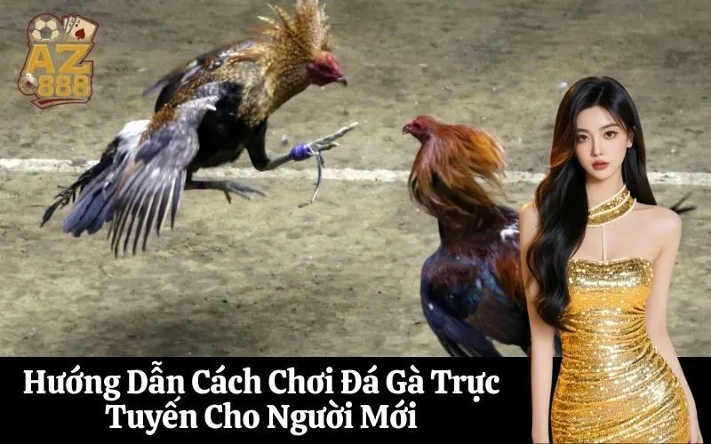 Hướng Dẫn Cách Chơi Đá Gà Trực Tuyến Cho Người Mới